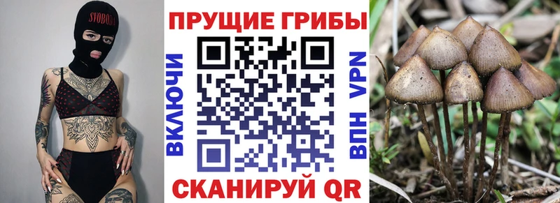 Псилоцибиновые грибы Psilocybe  Таштагол 